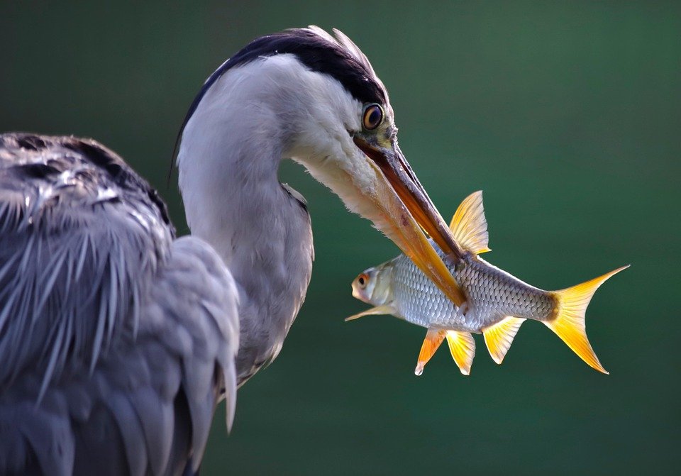 Big Game Hunting - How Public Speakers Capture An Audience's Attention